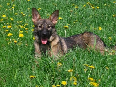 karina-ears