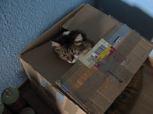 Mascha bewacht Spenden
