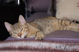 SONY DSC