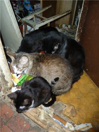 wohnung