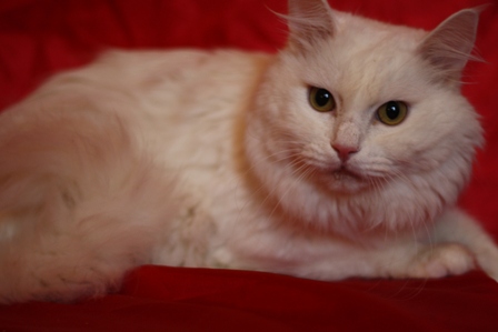 Billy1