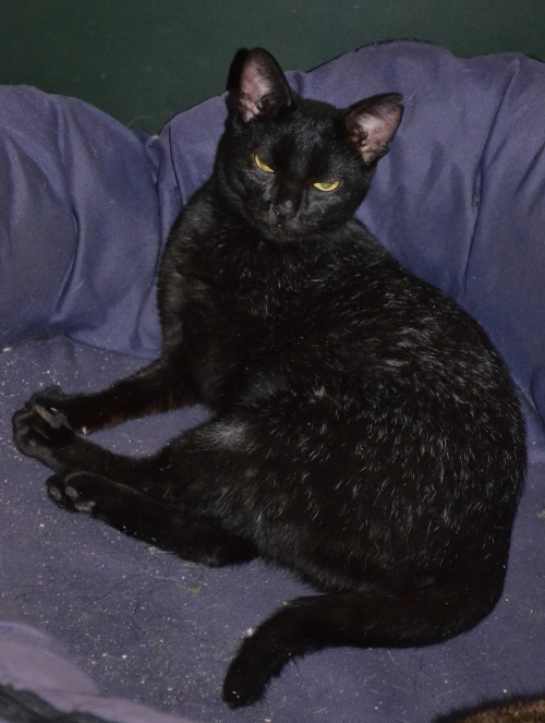 Pauli-bei-Dina-im-K%C3%B6rbchen-e1421522510321.jpg