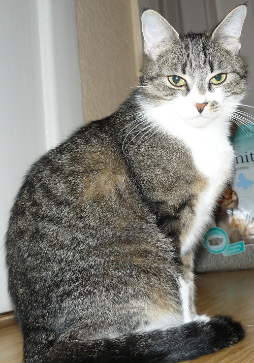Lola2.jpg
