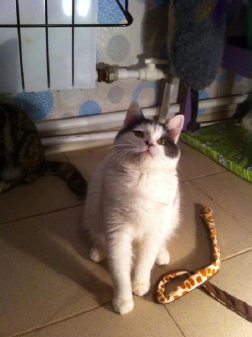 Dimmi4