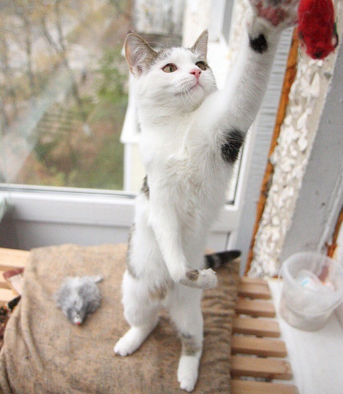 Milla2