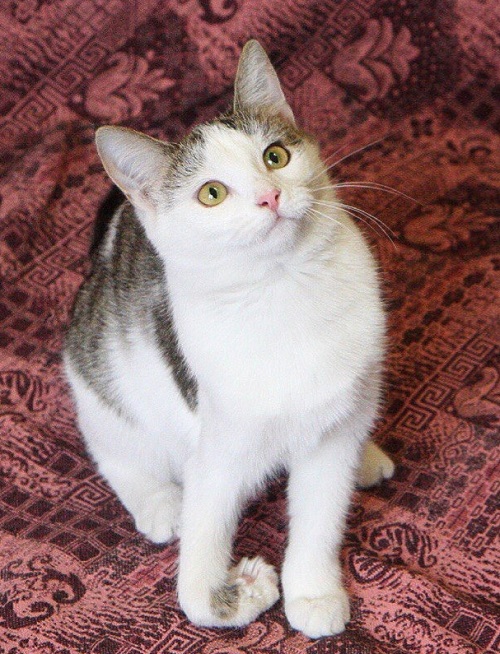 Milla3