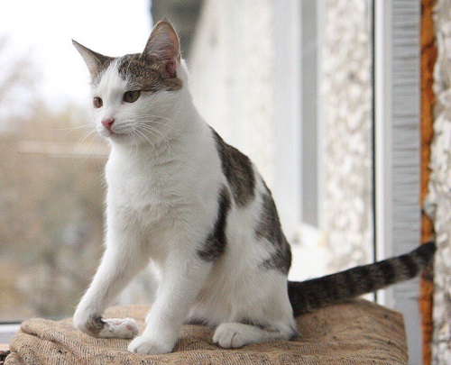 Milla4