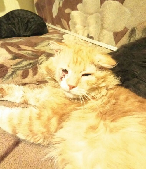 ginger2