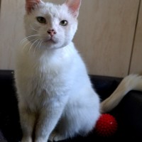 Kokos